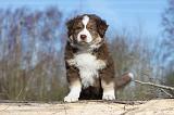 BERGER AUSTRALIEN PUPPIES 296